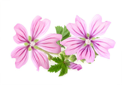 锦葵花