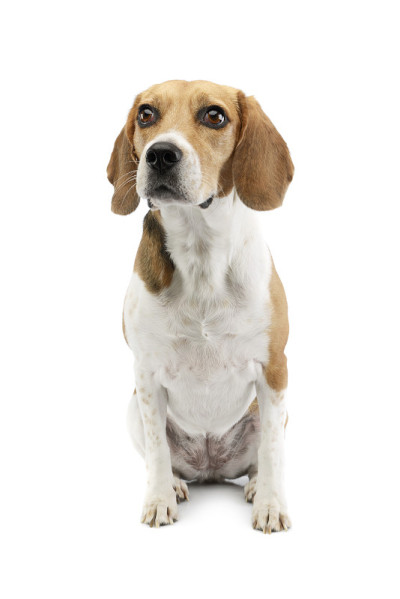 工作室拍摄的可爱的小猎犬