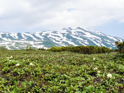 堪察加半岛的开花植物。火山土壤上的植物。
