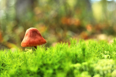 在秋天的森林里，青苔上的蘑菇呈绿色背景