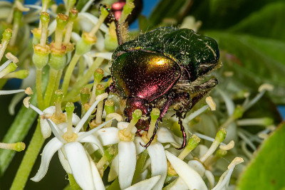 玫瑰金龟子(Lat。Cetonia aurata)。花上的金绿甲虫