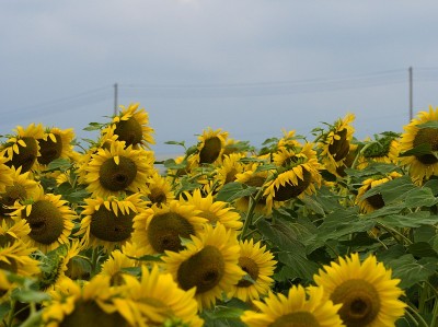 山梨