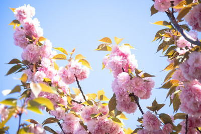 double-flowered樱花——“Yae-sakura”