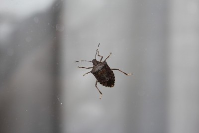 窗户上的虫子