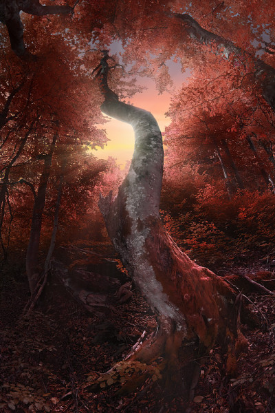 魔法森林
