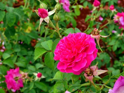 花园里的玫瑰