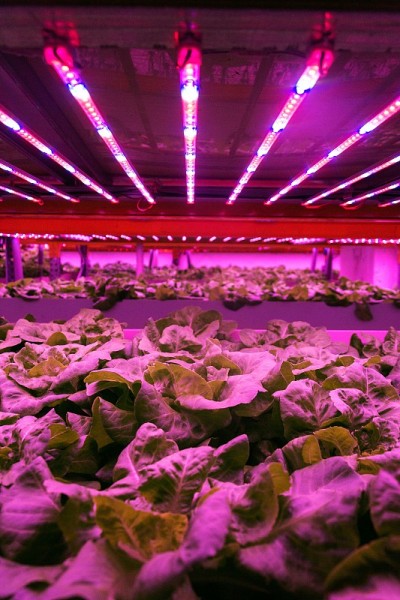 在水产养殖系统中，特殊的LED灯带在生菜上方，结合了鱼类养殖和水培，在室内人工照明下在水中种植植物