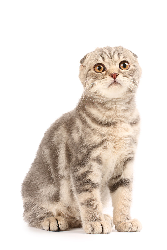 小猫