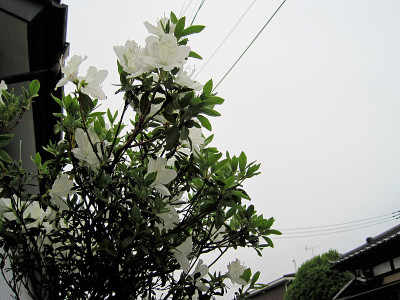 白色杜鹃花花