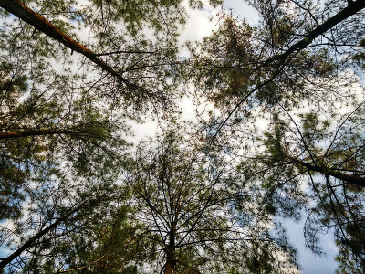 松树