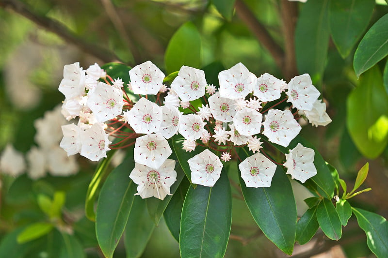 Kalmia