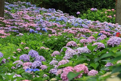 日本的绣球花