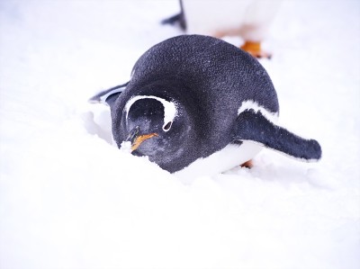 一只企鹅在雪地里行走