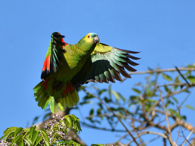 绿松石前的亚马逊(Amazona aestiva)在野外飞行