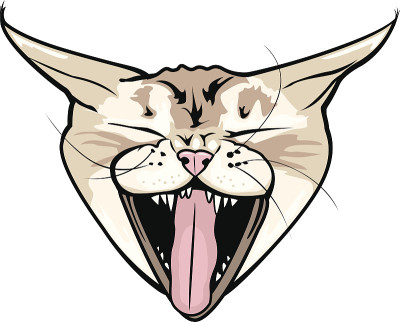 我的猫罗兹韦尔打哈欠