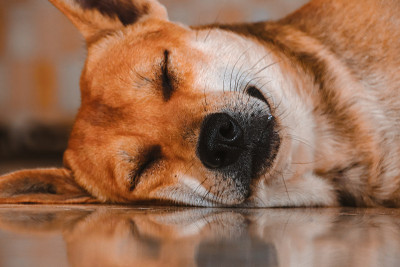 可爱的柴犬的特写镜头