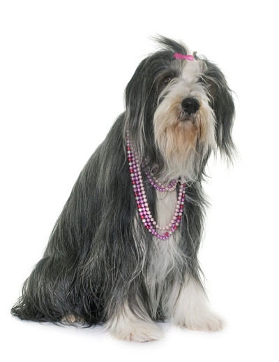 女性古代长须牧羊犬