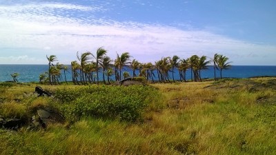 国家火山公园的棕榈种植园
