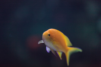 Lyretail fairy basslet fish拟花鮨