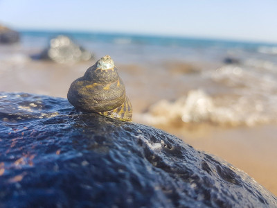 海螺支撑在岩石上，被海水浸湿