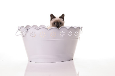 英国短毛猫的肖像