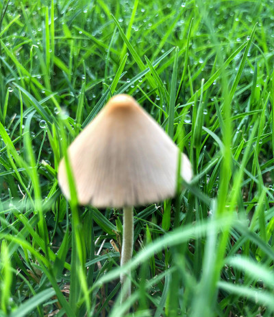 蘑菇依偎在带露珠的草地上