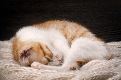 小猫睡甜蜜