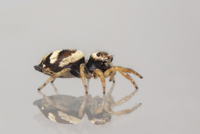 乳白色背景上的bleeker跳蛛(Euryattus bleekeri)。昆虫。动物