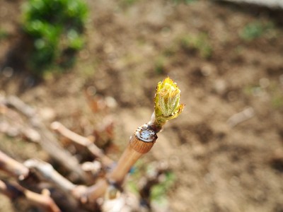 在藤枝上的腋生，顶端和顶芽。植物中的汁液苏醒，芽生长和叶开放的开始。葡萄藤花园或葡萄园中的葡萄藤年轻
