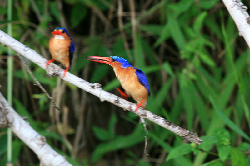 Murchison Falls，乌干达，非洲