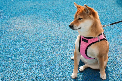 蓝色背景上的日本柴犬
