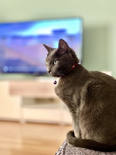 俄罗斯蓝猫的肖像