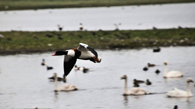 这是一只飞行中的Shelduck