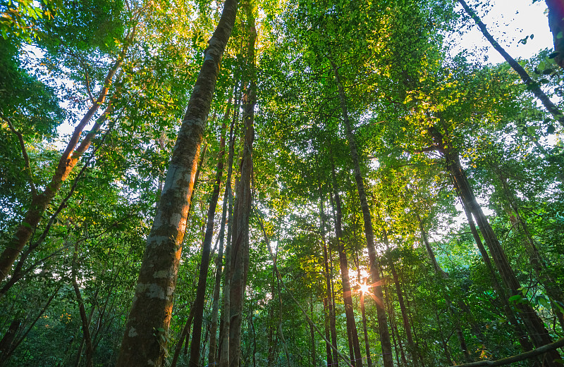 低角度拍摄的树木在森林