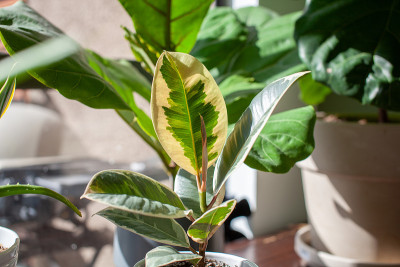 一棵小的斑纹橡胶树(Ficus Elastica varigata)坐在书桌上的白色花盆里，装饰着家
