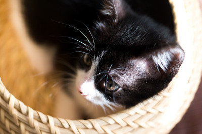 猫宝宝