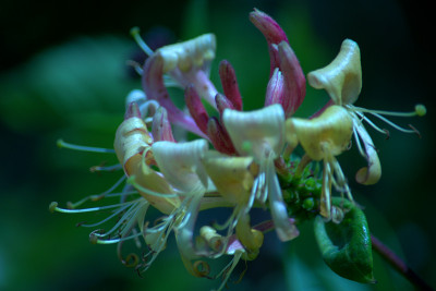忍冬花