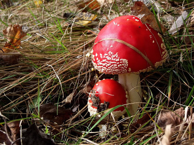 Mushrooms毒