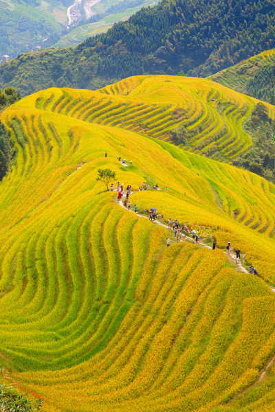 隆基水稻梯田