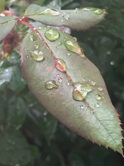 叶子上的水滴