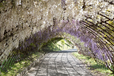 紫藤花园的日本紫藤隧道。