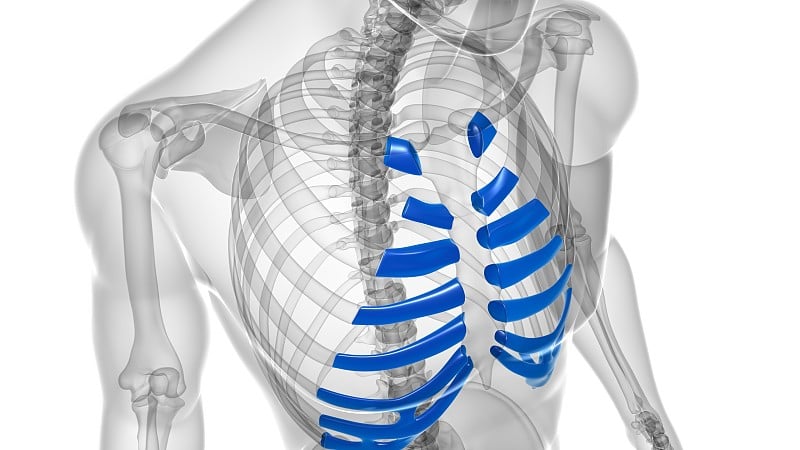 人体骨骼解剖肋软骨三维渲染