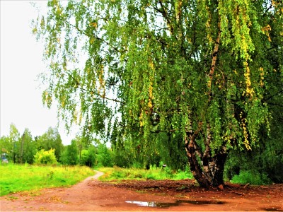 夏季桦树景观，自然背景。