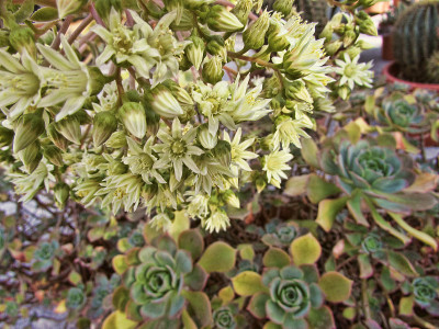 Aeonium haworthii开花