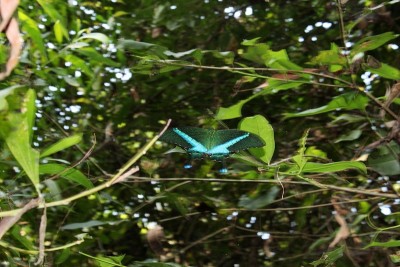 palinurus Papilio palinurus，翡翠燕尾，翡翠孔雀或绿色条纹的孔雀在自然界。