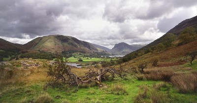 红派克山下倒下的山楂树
