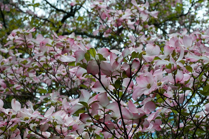 山茱萸