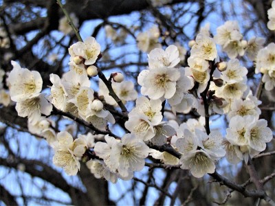 2月。日本。梅花在日出前盛开。