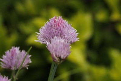 细香葱花
