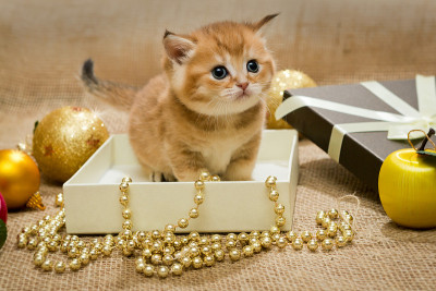 小猫和圣诞装饰品